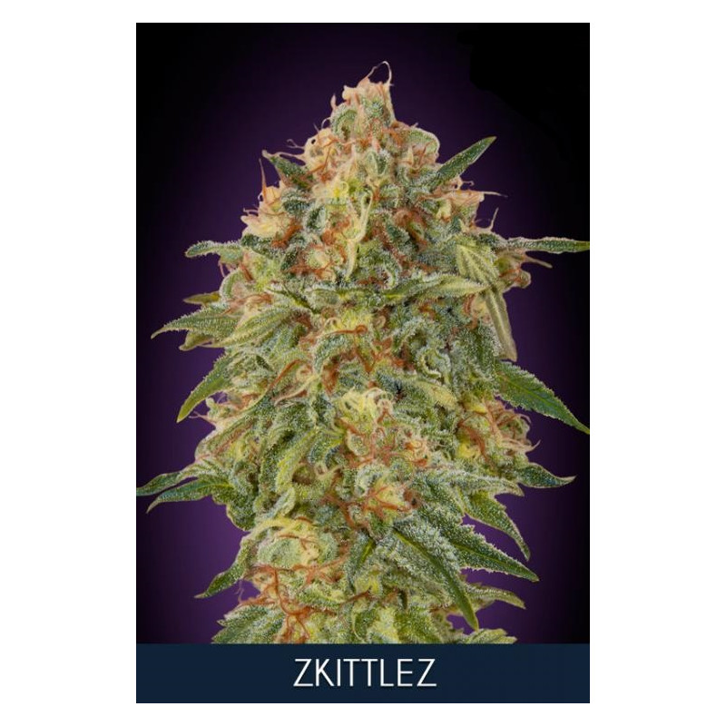Zkittlez fem â  - 1